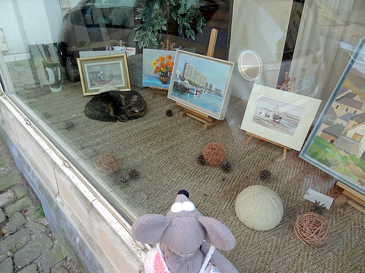 vitrine chat Boulogne-sur-Mer