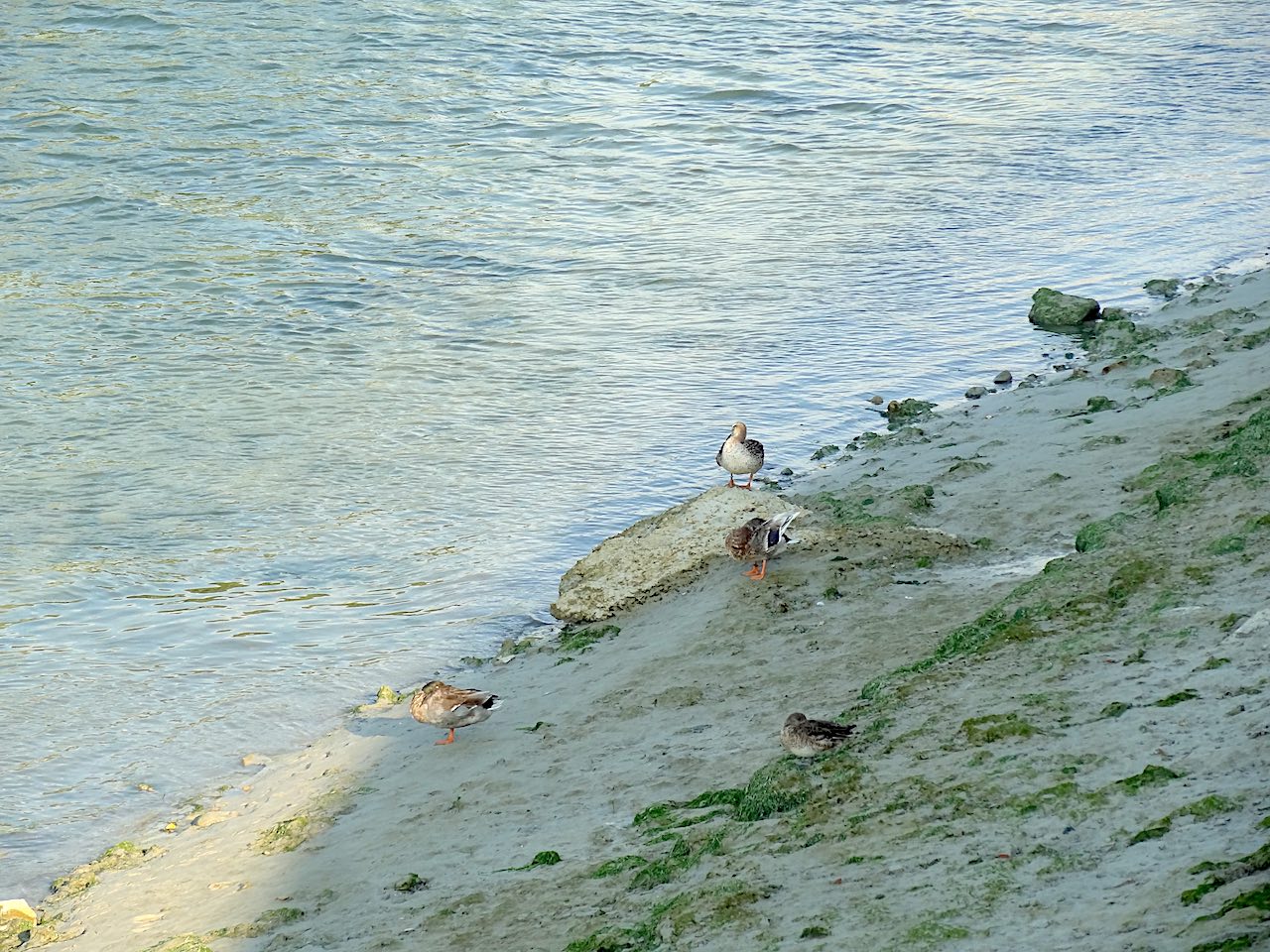 canards baie de Somme