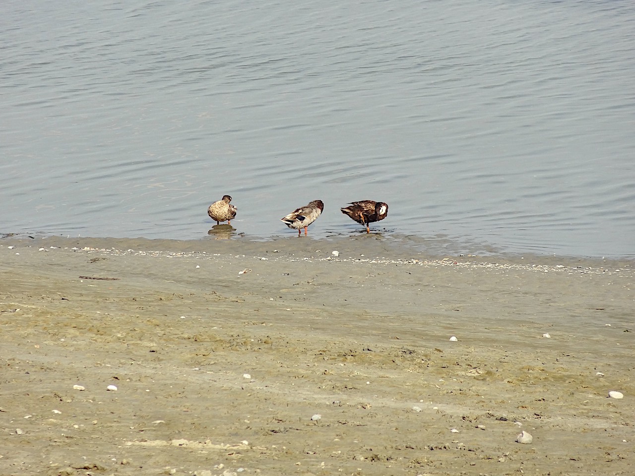 canards baie de Somme