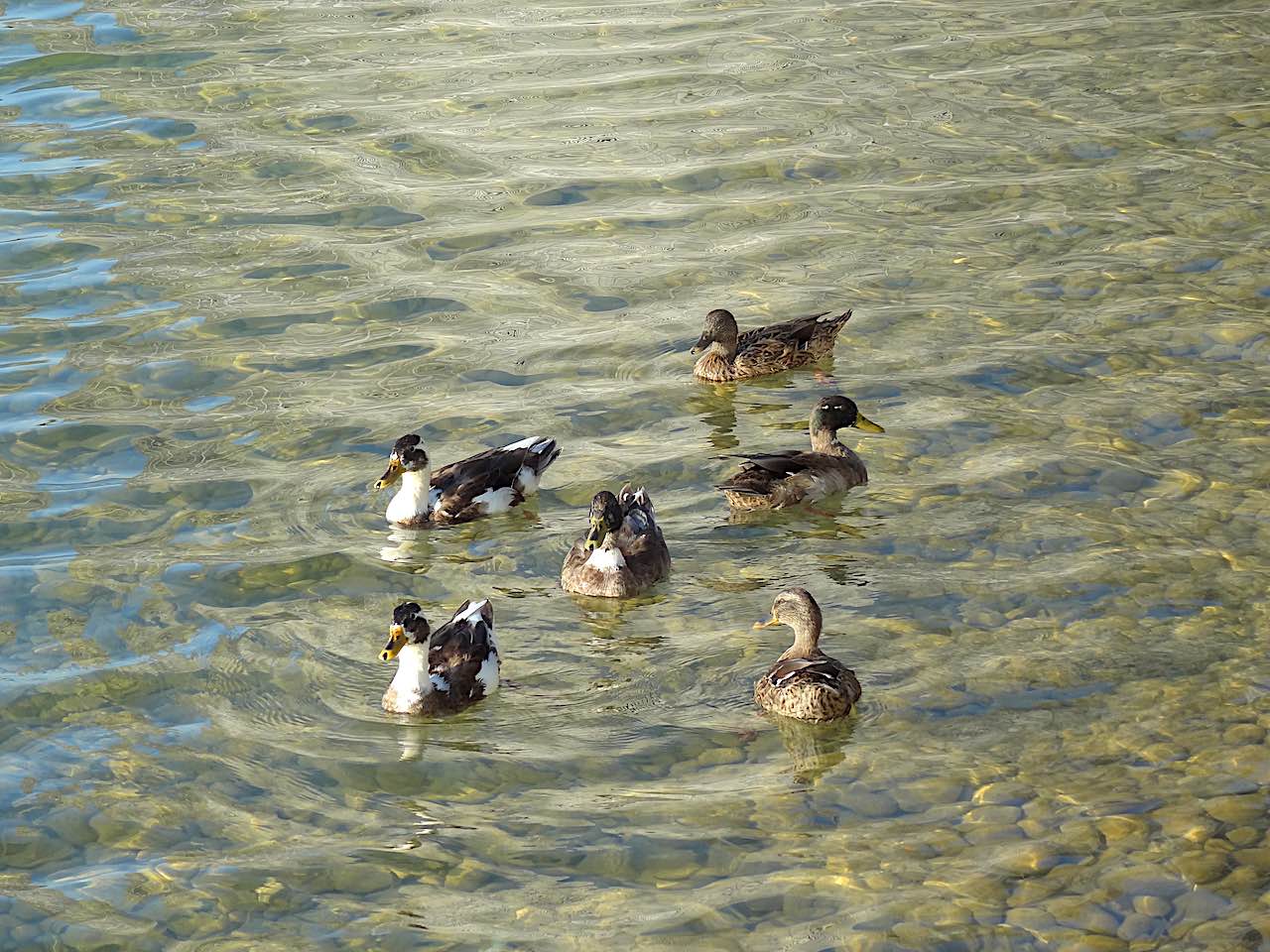 canards