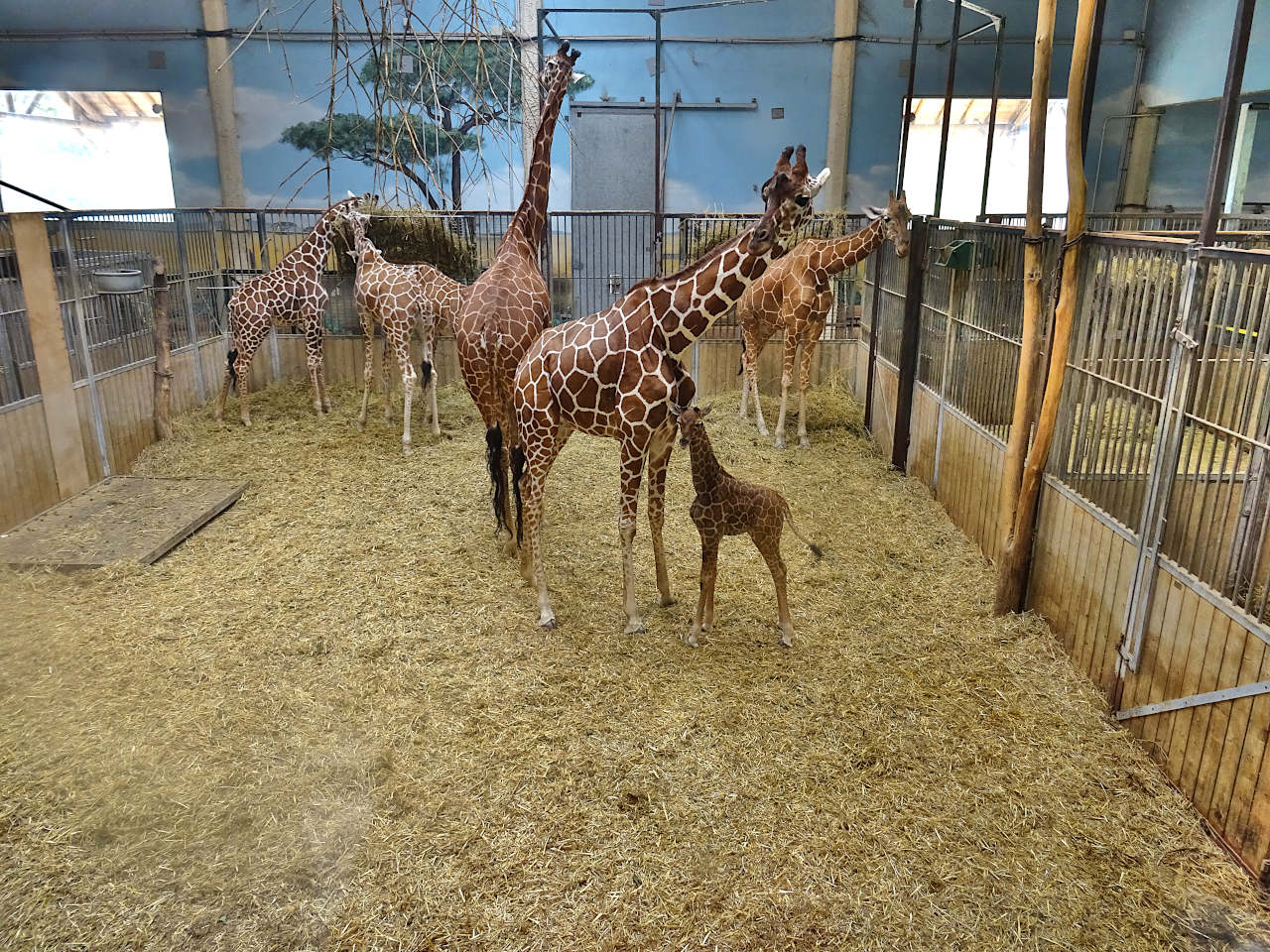 zoo Beauval girafes