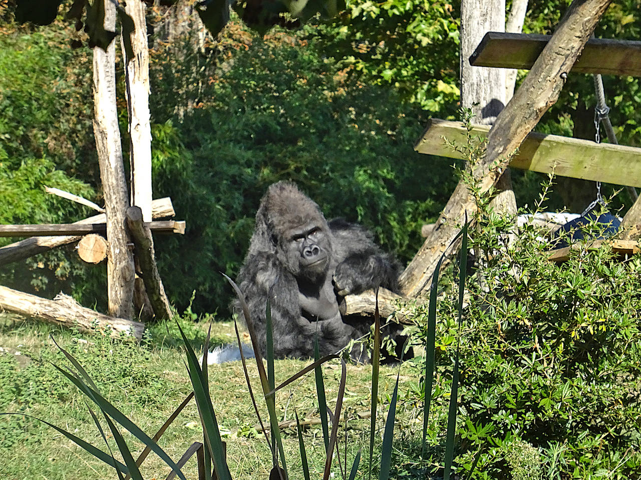 zoo Beauval gorille