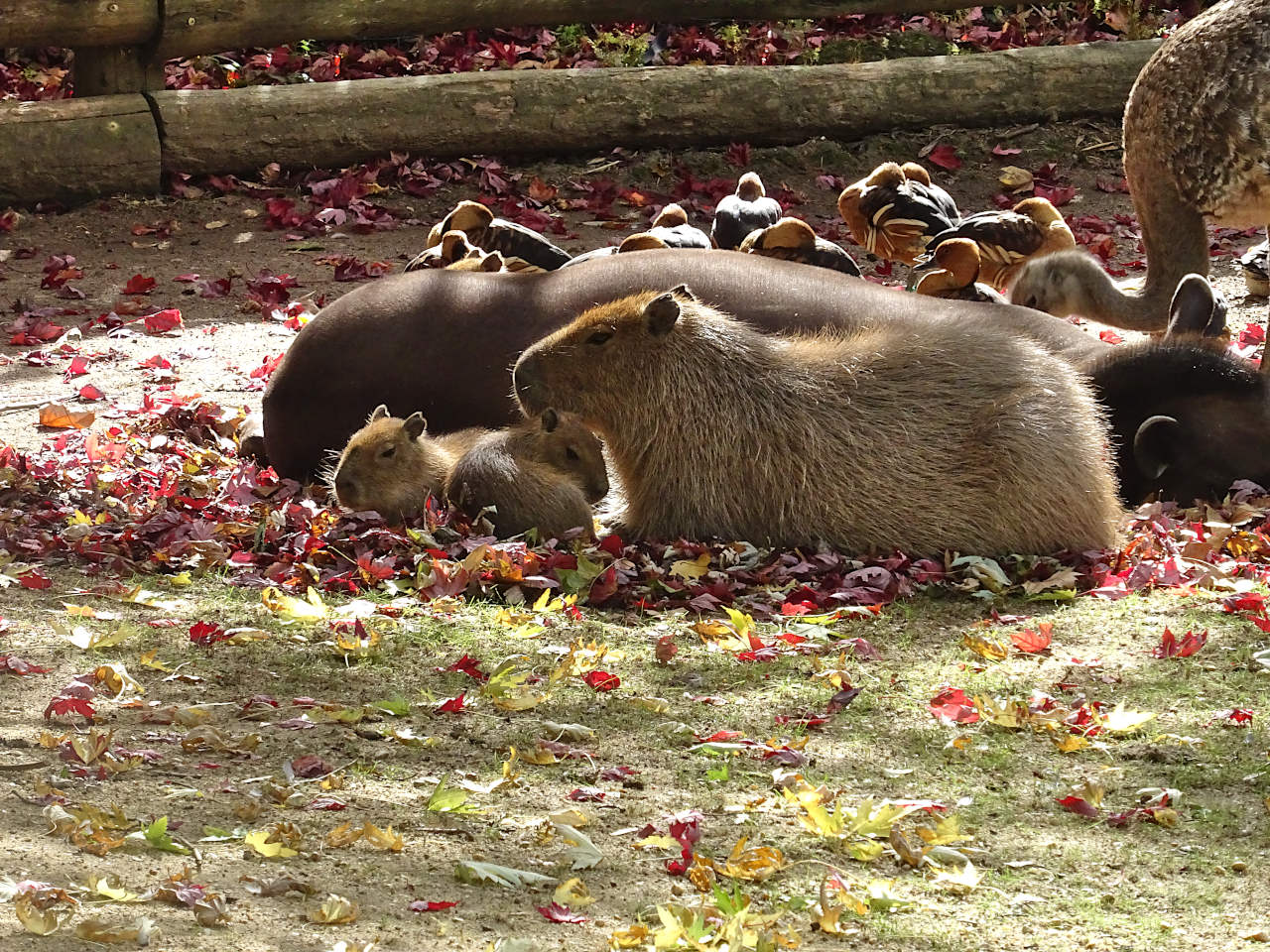 zoo Beauval capybaras