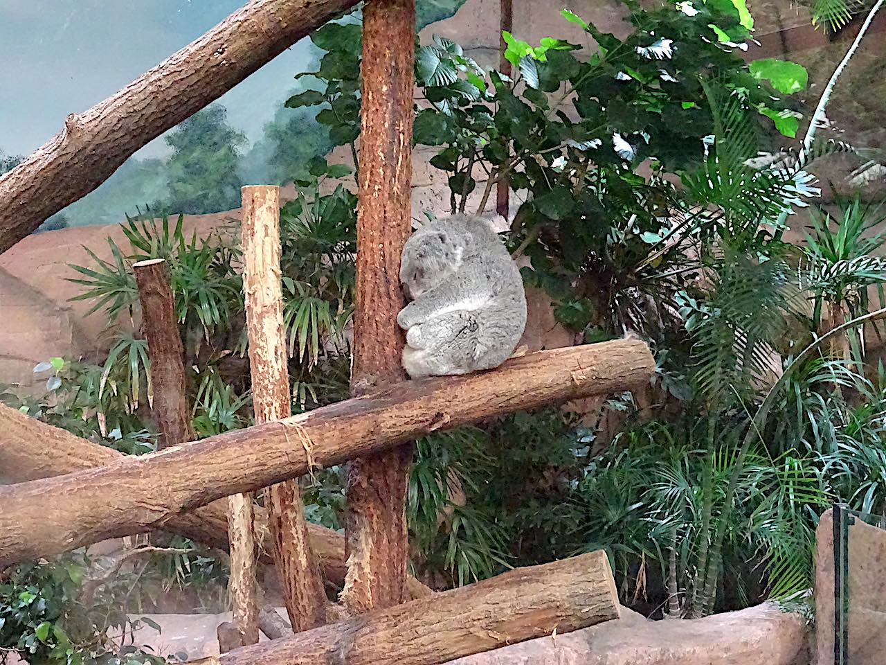 zoo Beauval koala