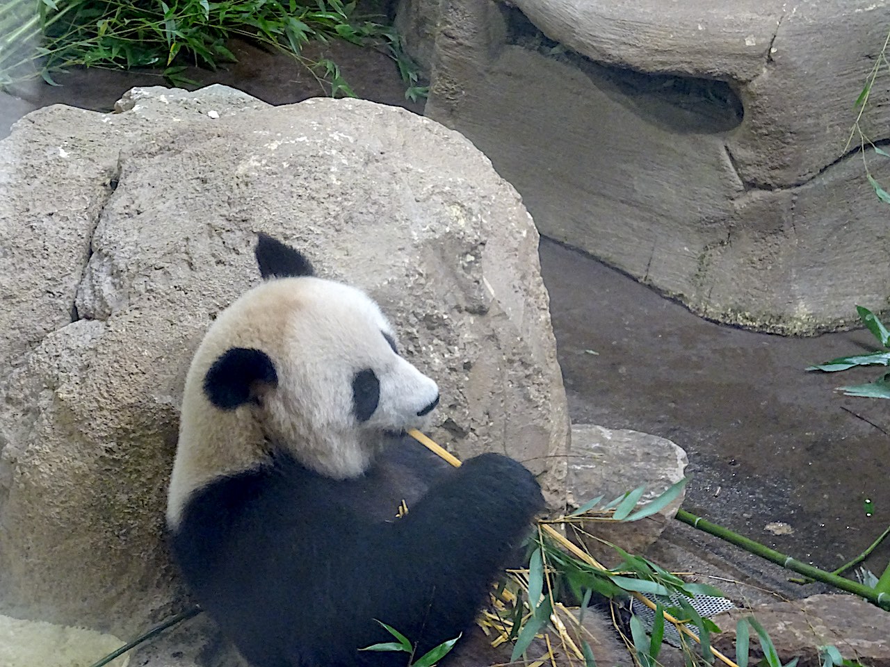 zoo Beauval panda