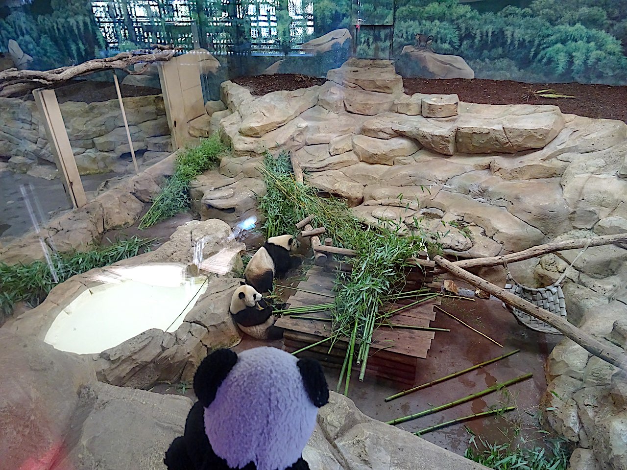 zoo Beauval panda