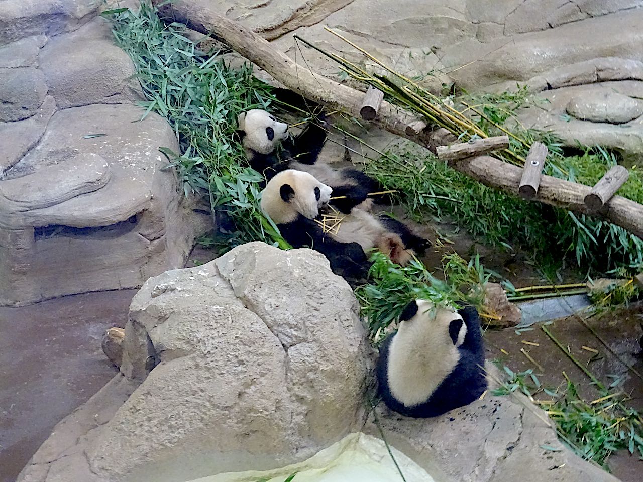 zoo Beauval panda