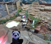 zoo Beauval pandas