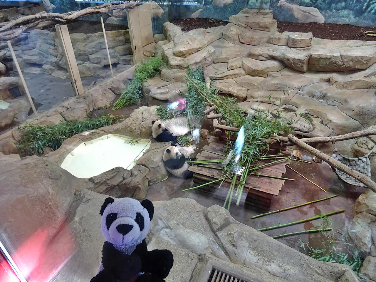 zoo Beauval pandas