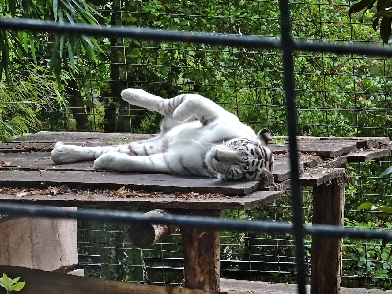 zoo Beauval tigre blanc