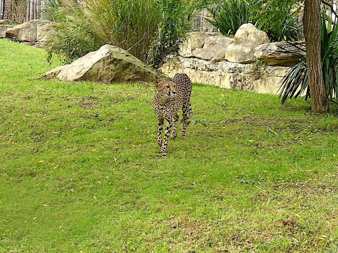 zoo de Beauval guépard