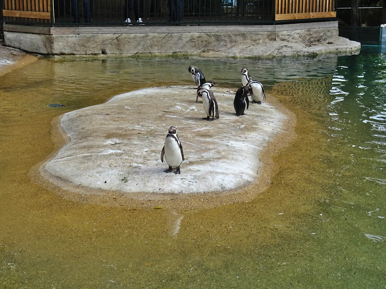 zoo de Beauval manchots