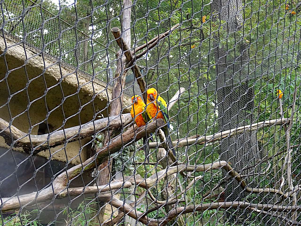 zoo de Beauval perroquets