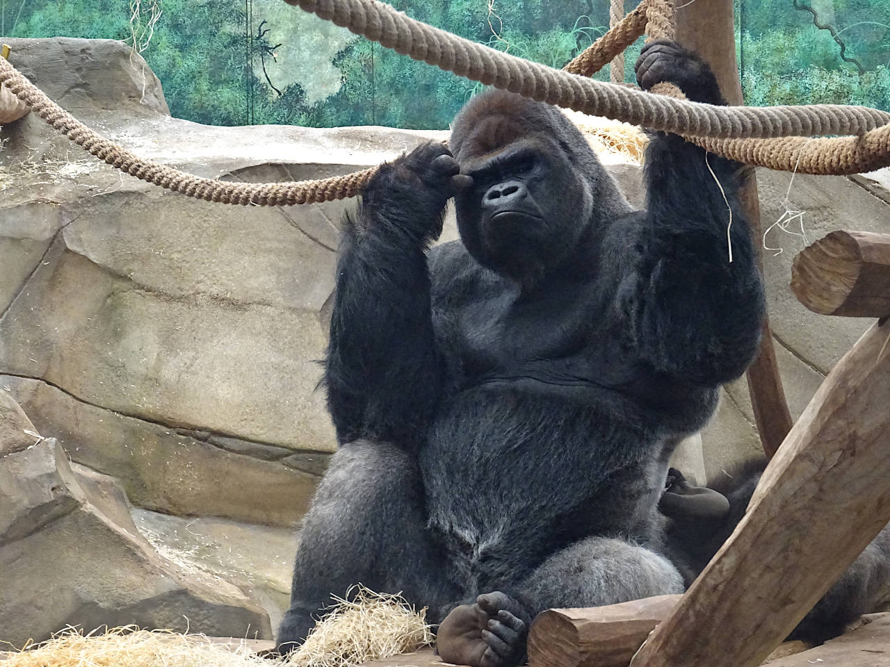 zoo de Beauval serre des gorilles