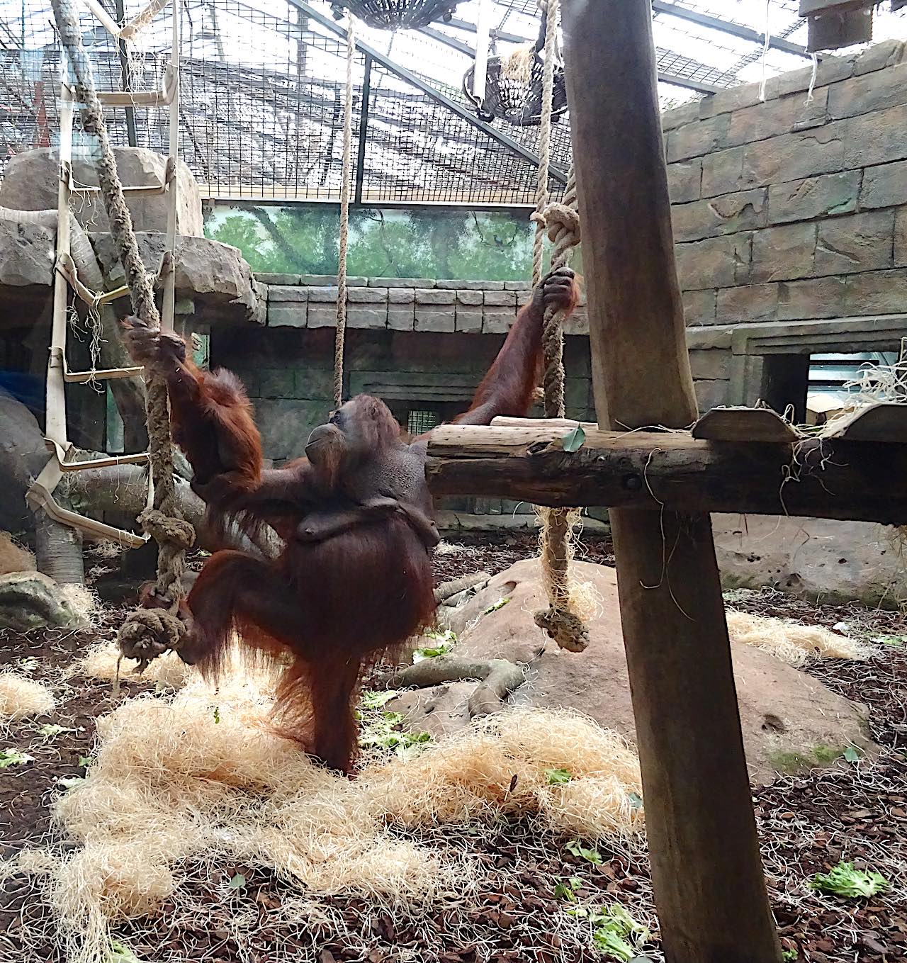zoo de Beauval serre des orangs outangs