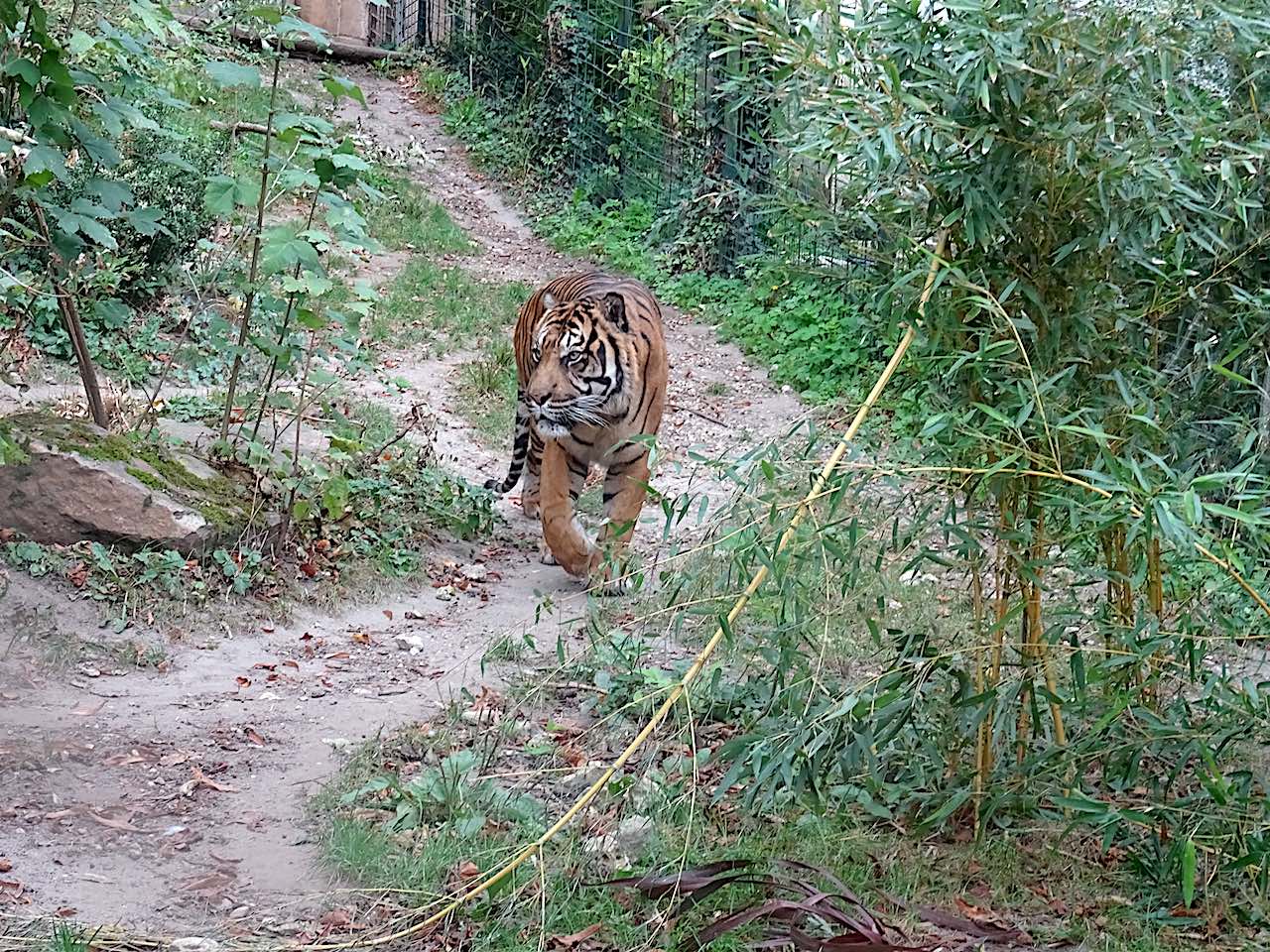 zoo de Beauval tigre