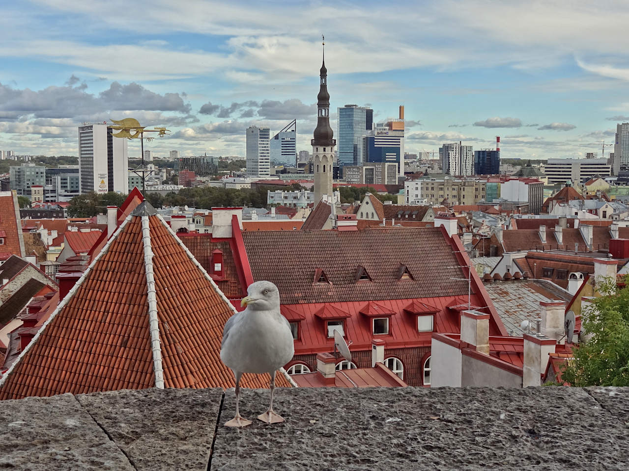 Tallinn vue goéland