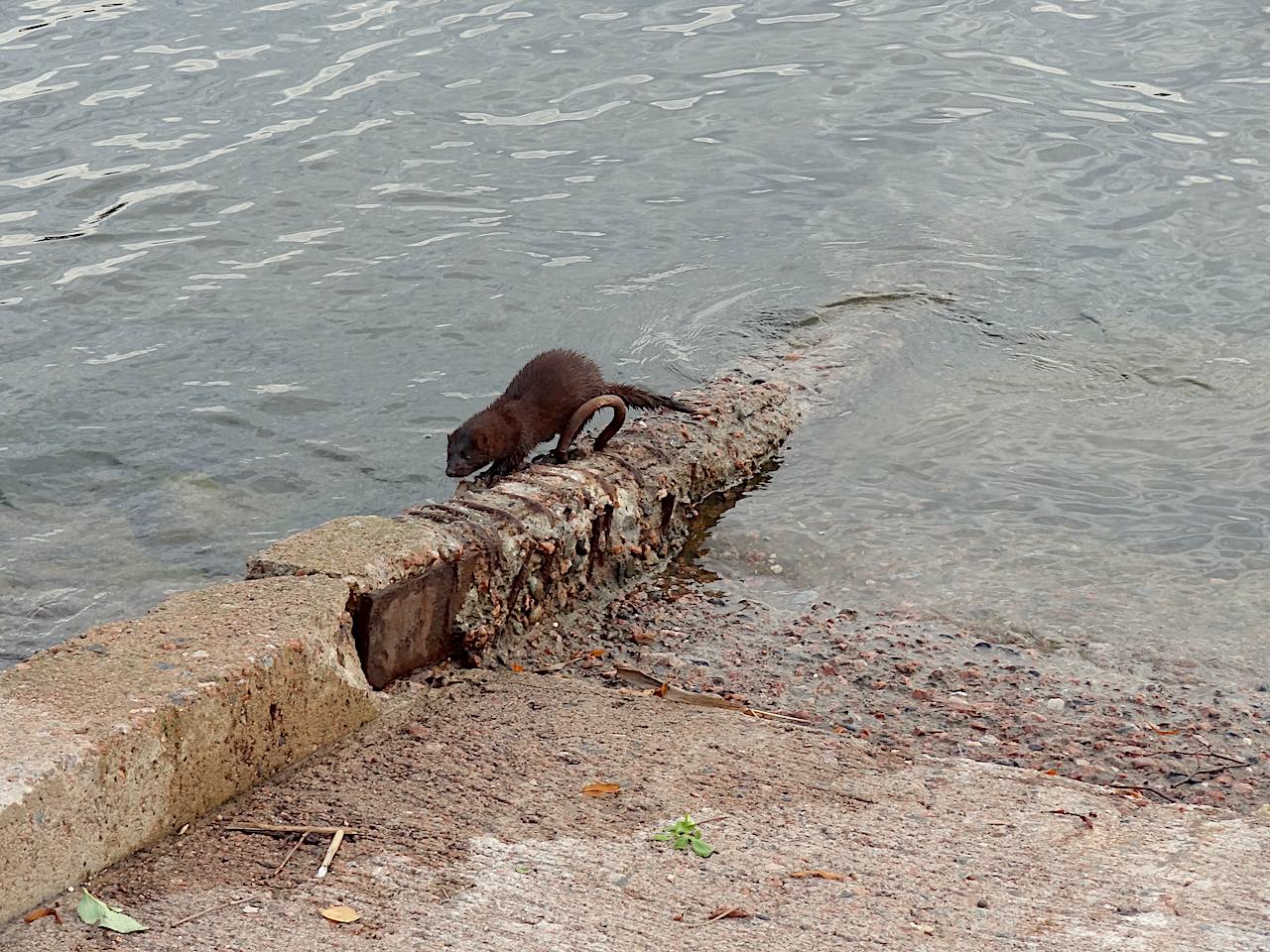 animal en bord de mer d'Helsinki