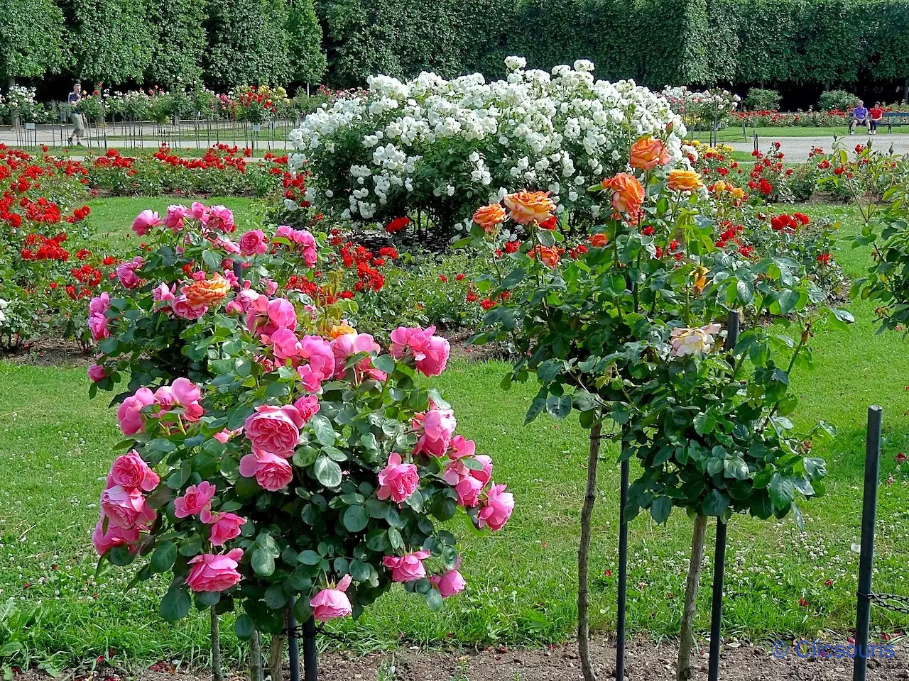 roseraie de Schönbrunn