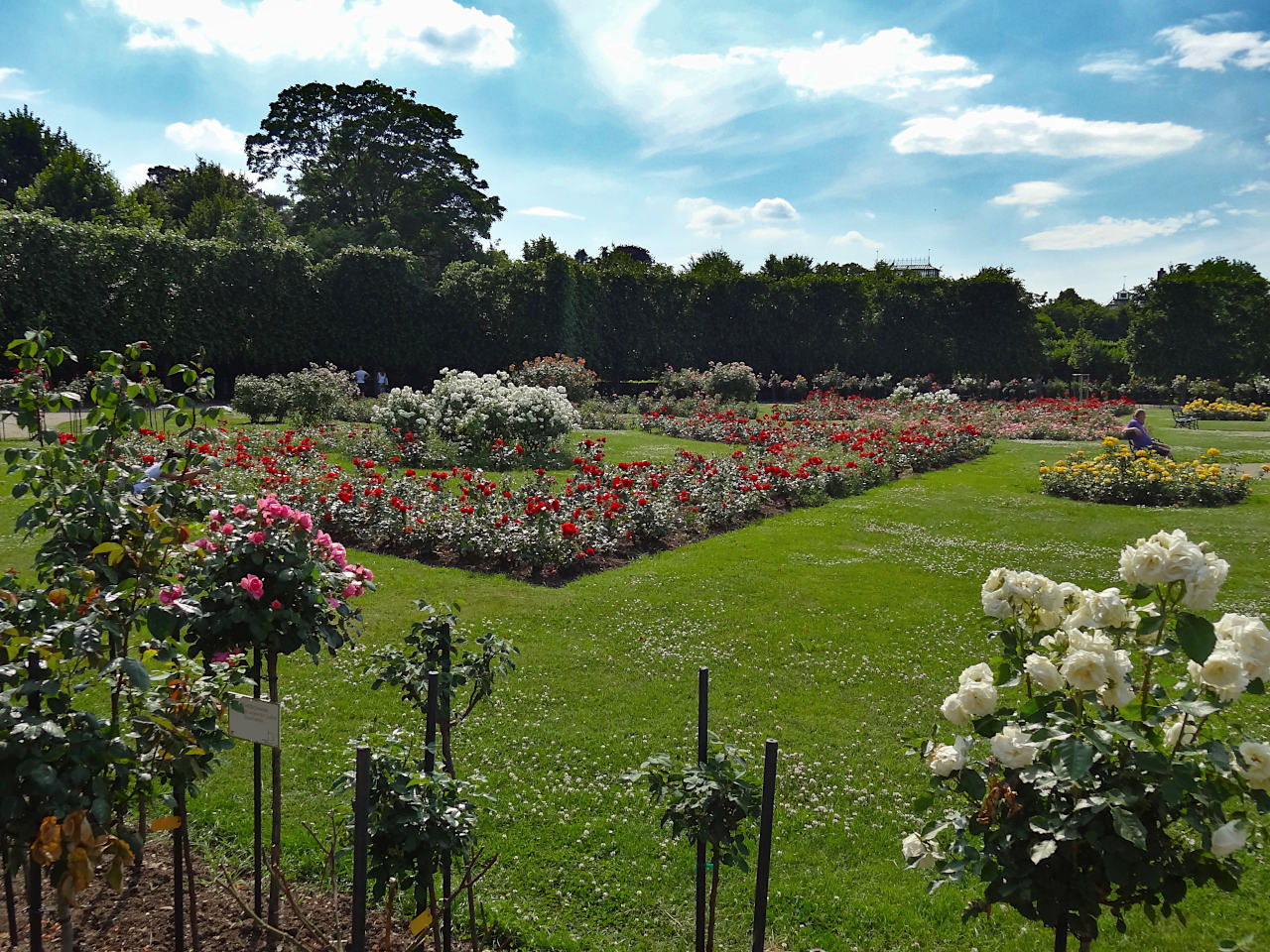 La roseraie du parc du château de Schönbrunn