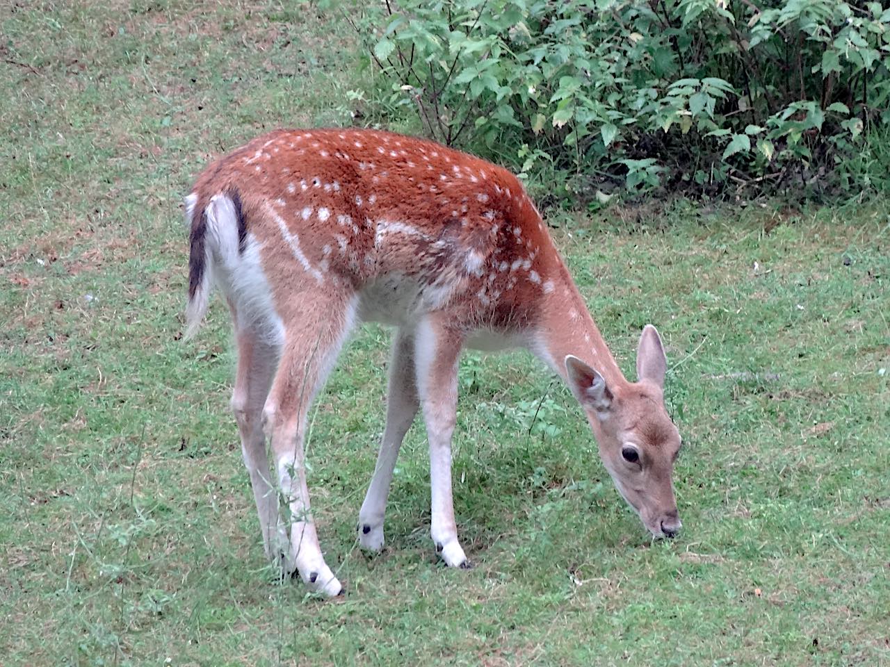 biche jardin de Saint-Omer