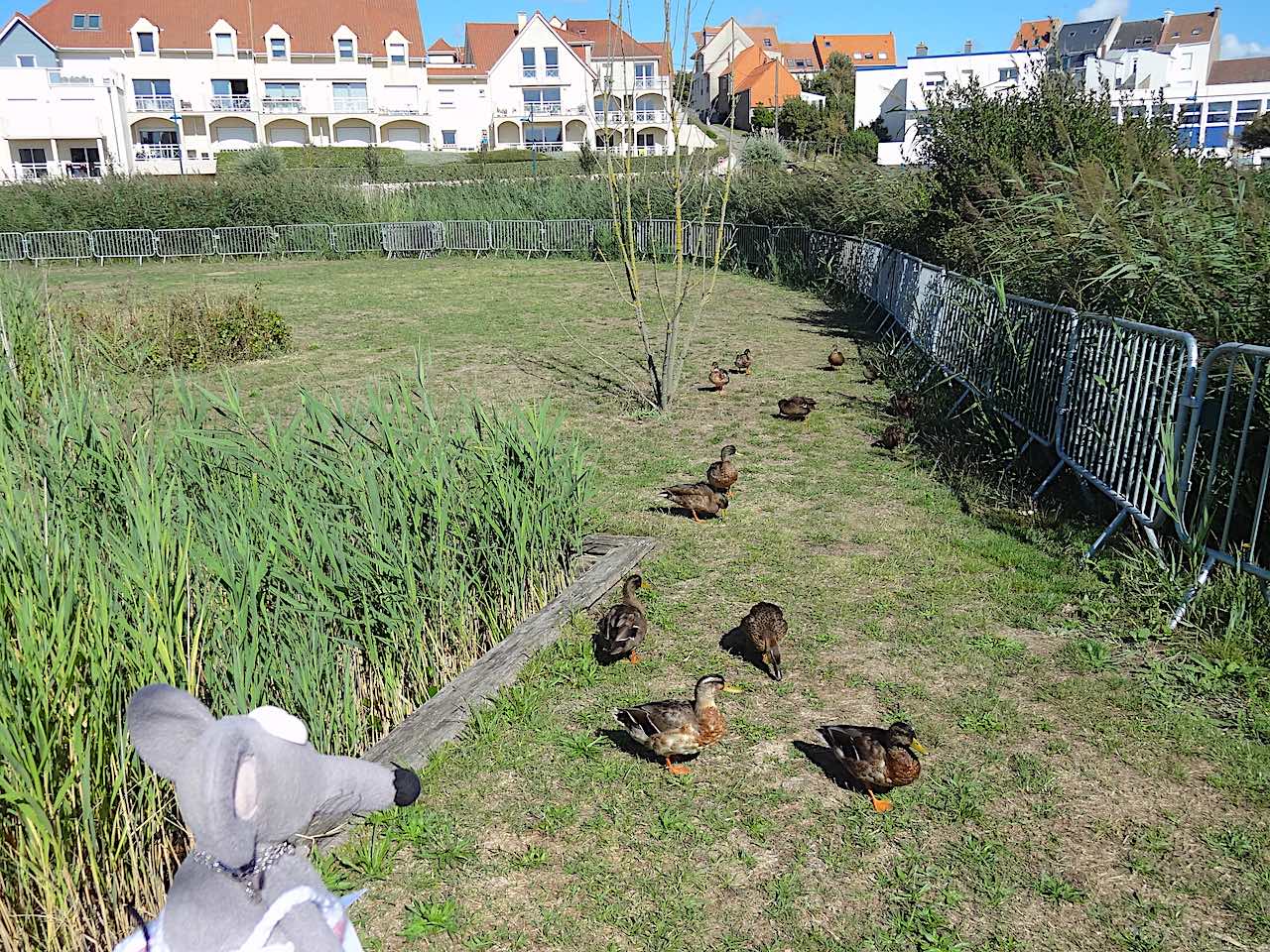 canards Wimereux