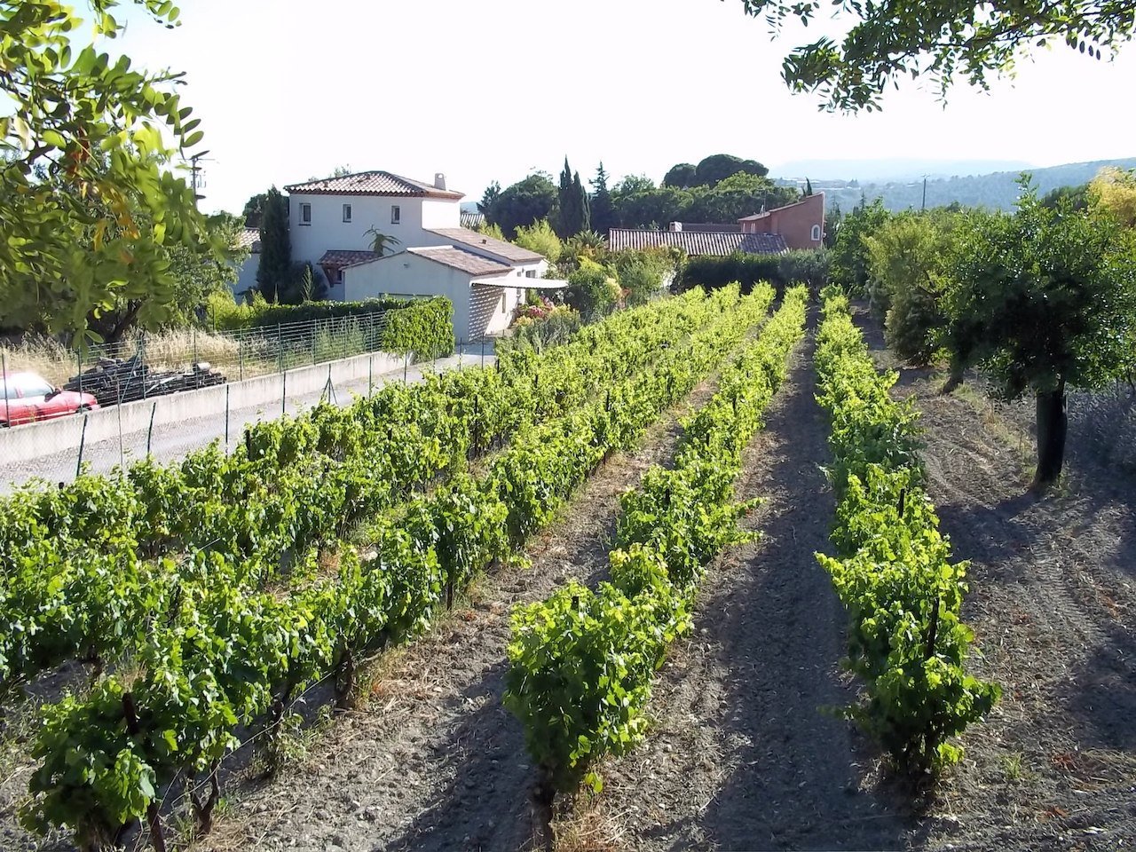 Vignoble_de_Cassis