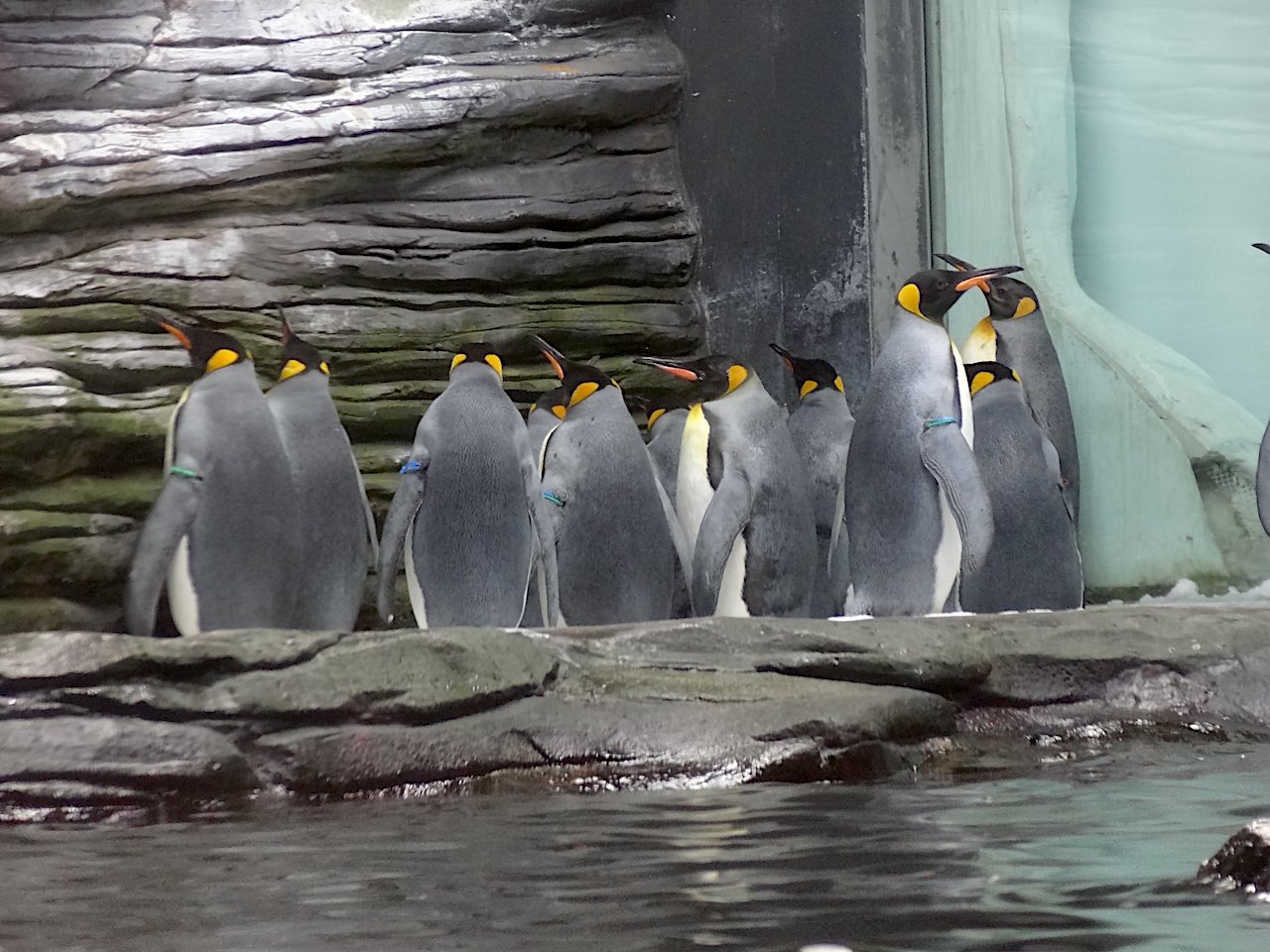 manchots à Océanopolis