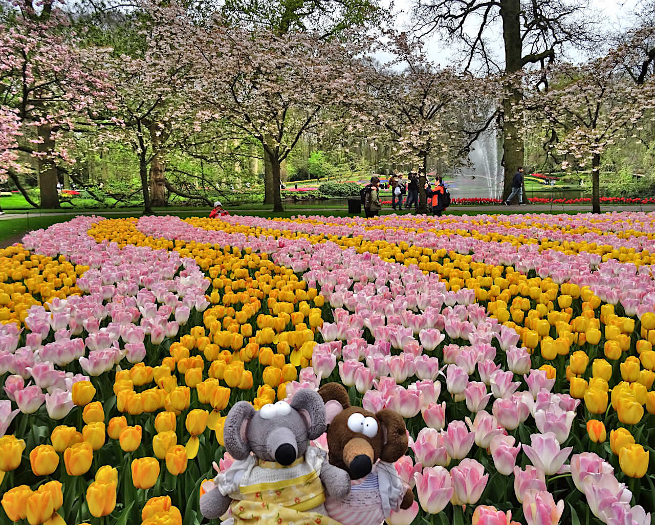 tulipes au jardin de Keukenhof