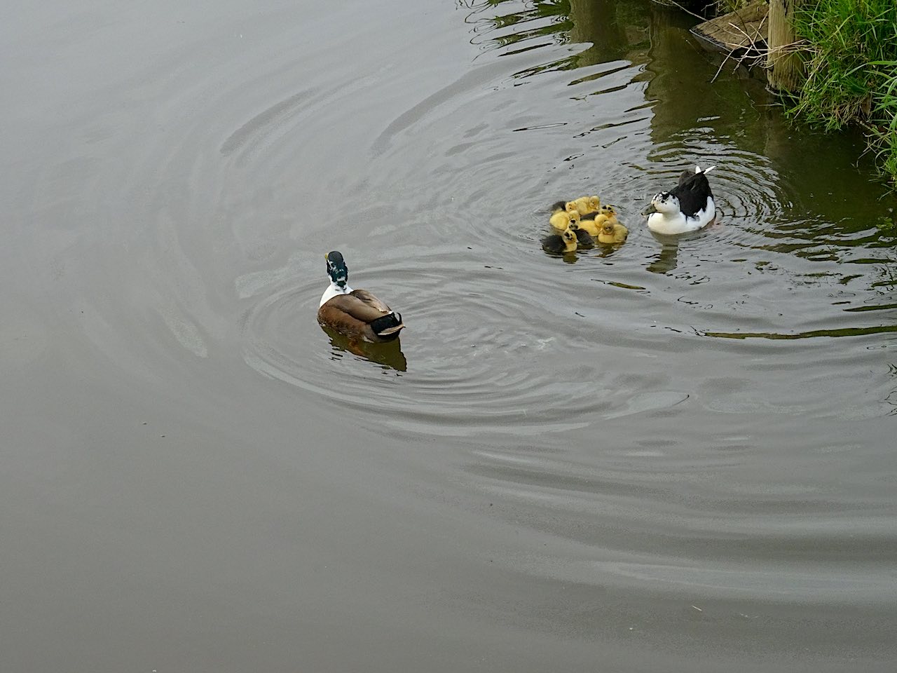 canards à Marken