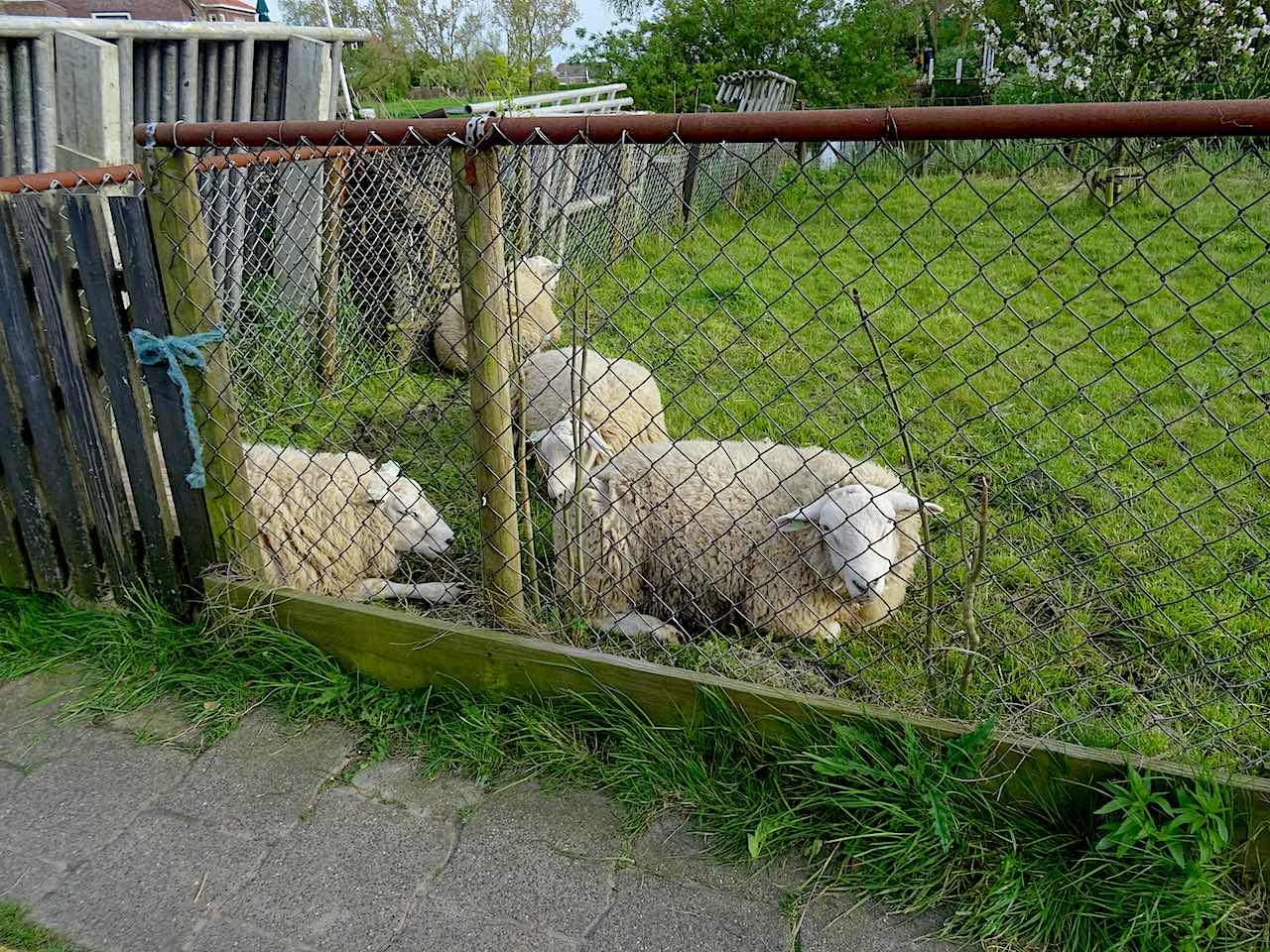 moutons à Marken