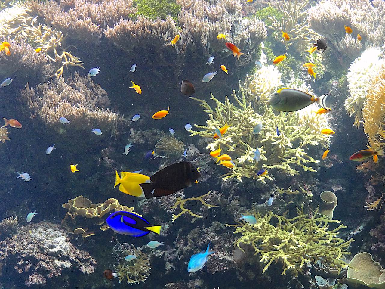 Oceanopolis