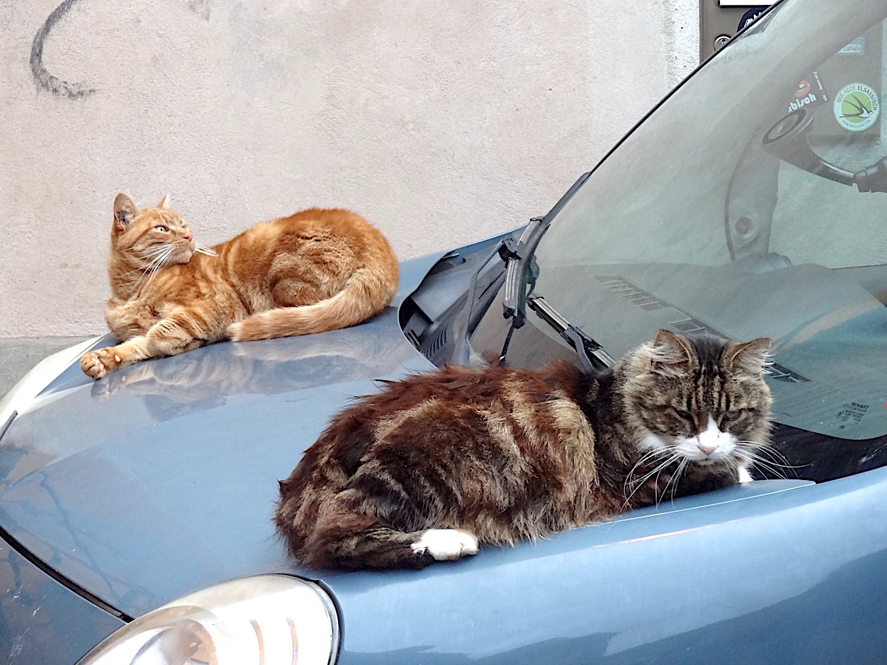 chats Ribeauvillé