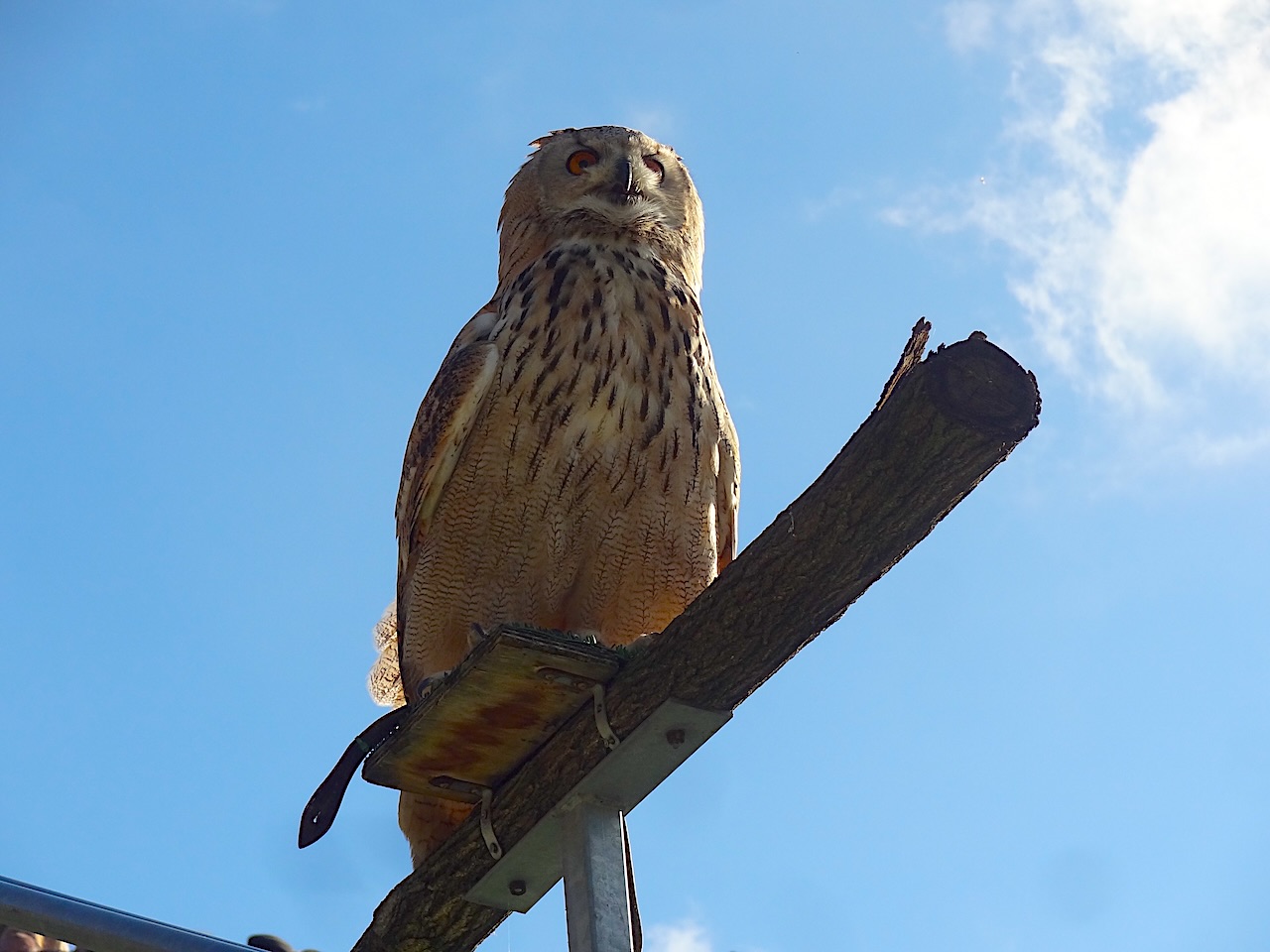 zoo de Beauval chouette