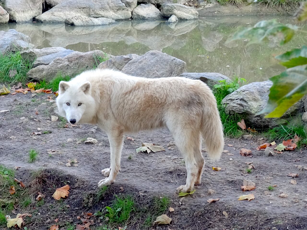 zoo de Beauval loup blanc