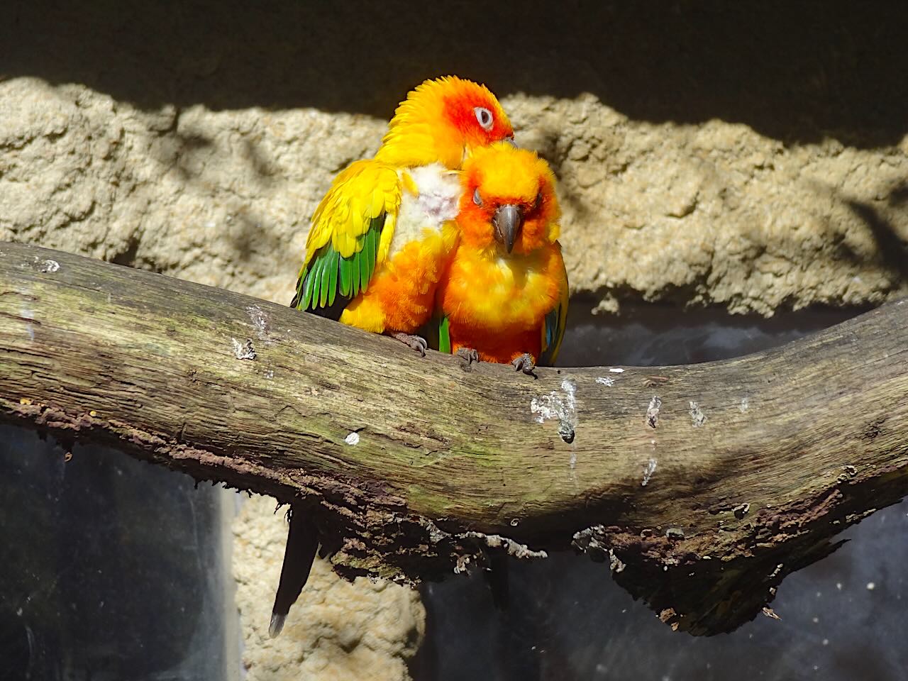 zoo de Beauval oiseaux