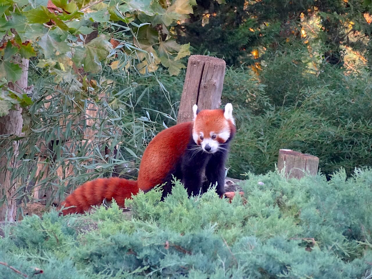 zoo de Beauval panda roux