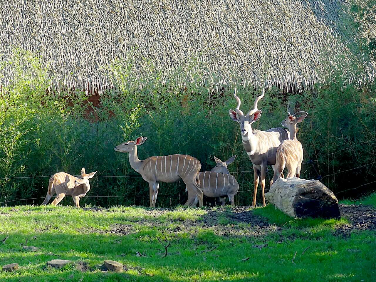 zoo de Beauval