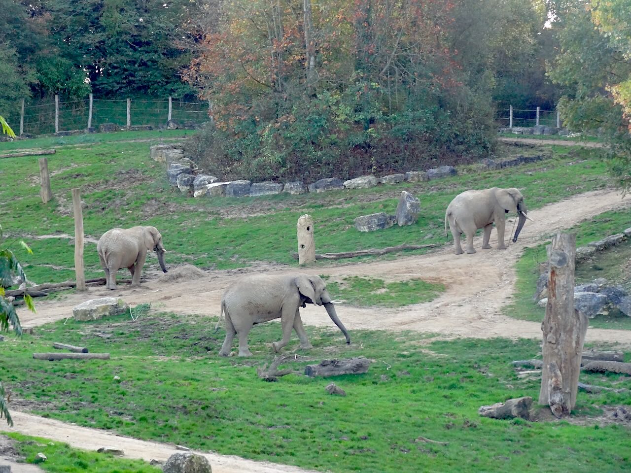zoo de beauval éléphants