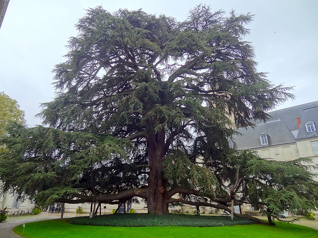 cèdre du Liban du jardin du musée des Beaux-Arts de Tours