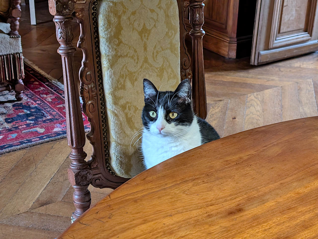 château de Montrésor chat