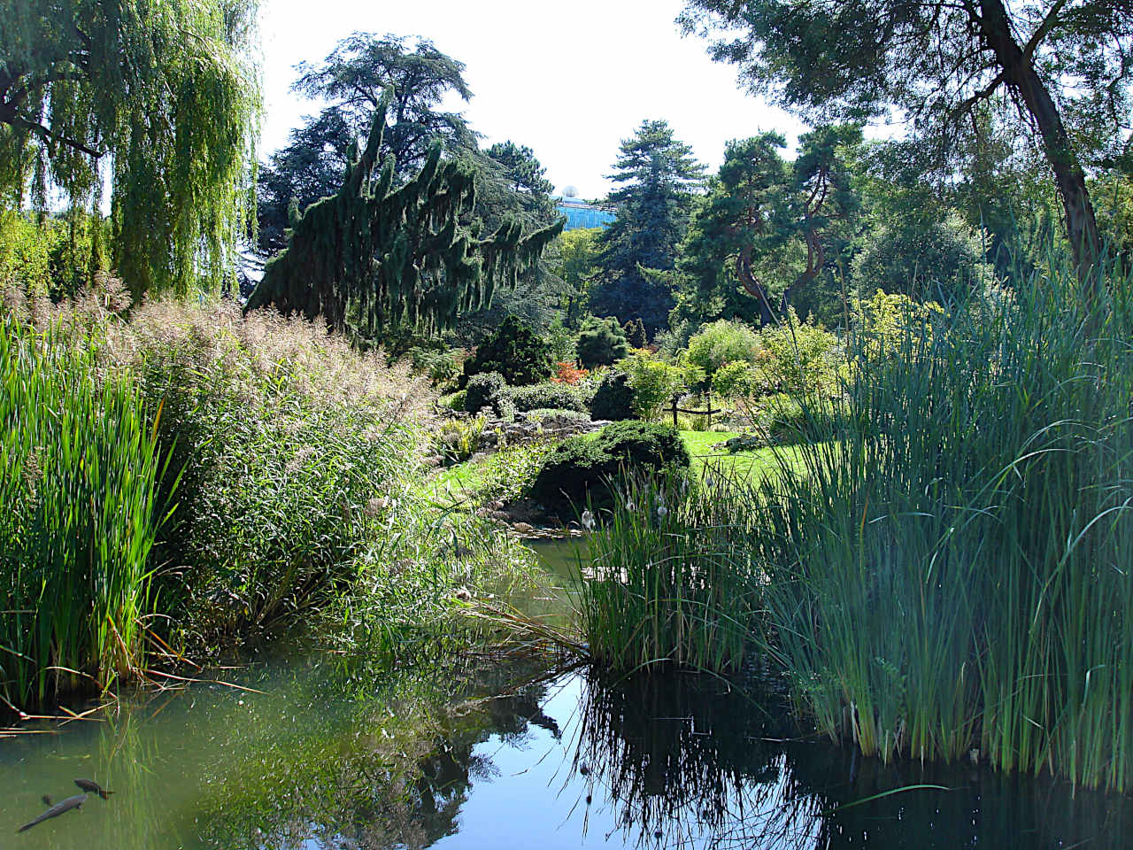 jardin botanique de Genève 