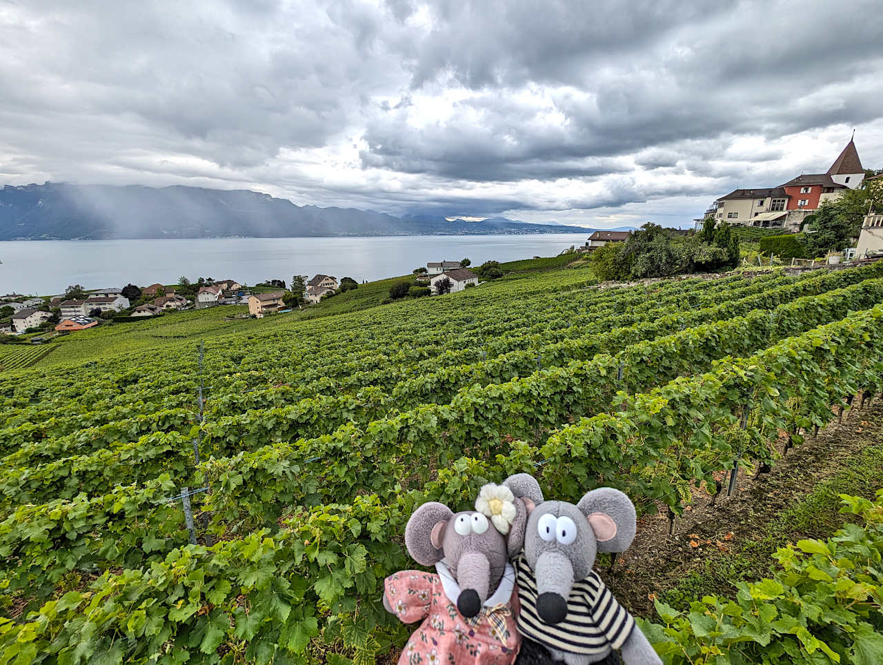 terrasses de Lavaux