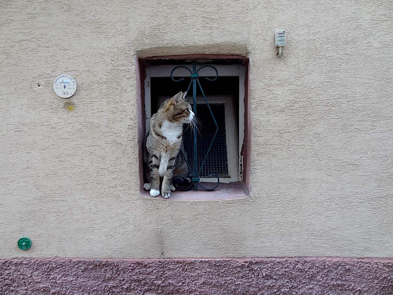 chat à Turckheim 