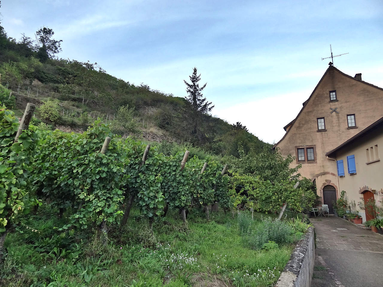Turckheim vignobles