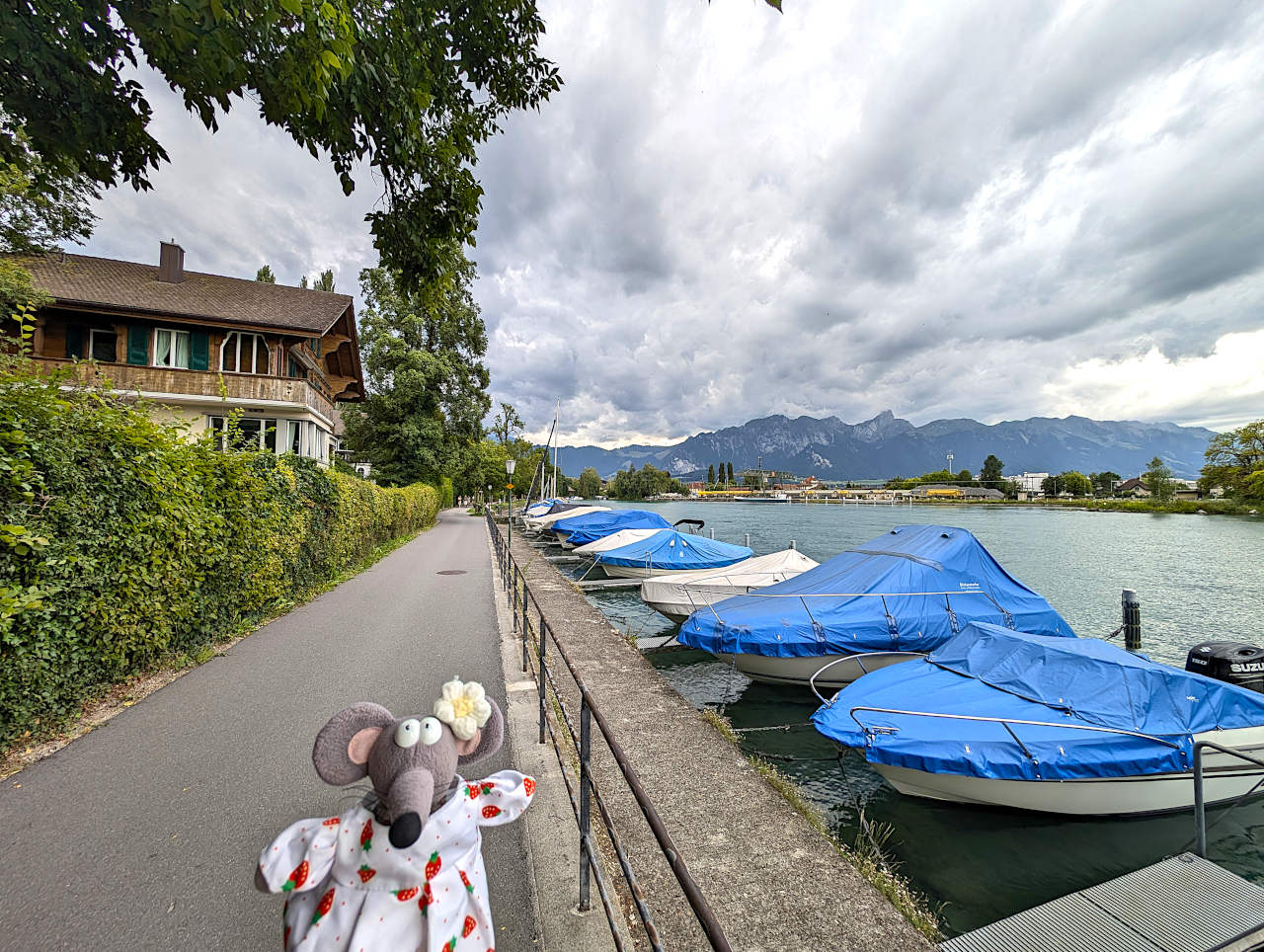 rives de l'Aar à Thoune