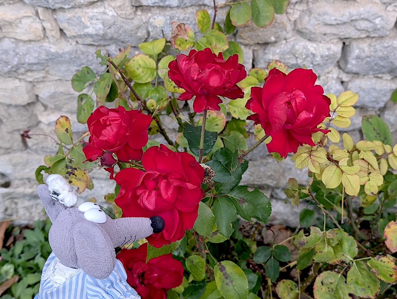 Yèvre-le-Châtel roses