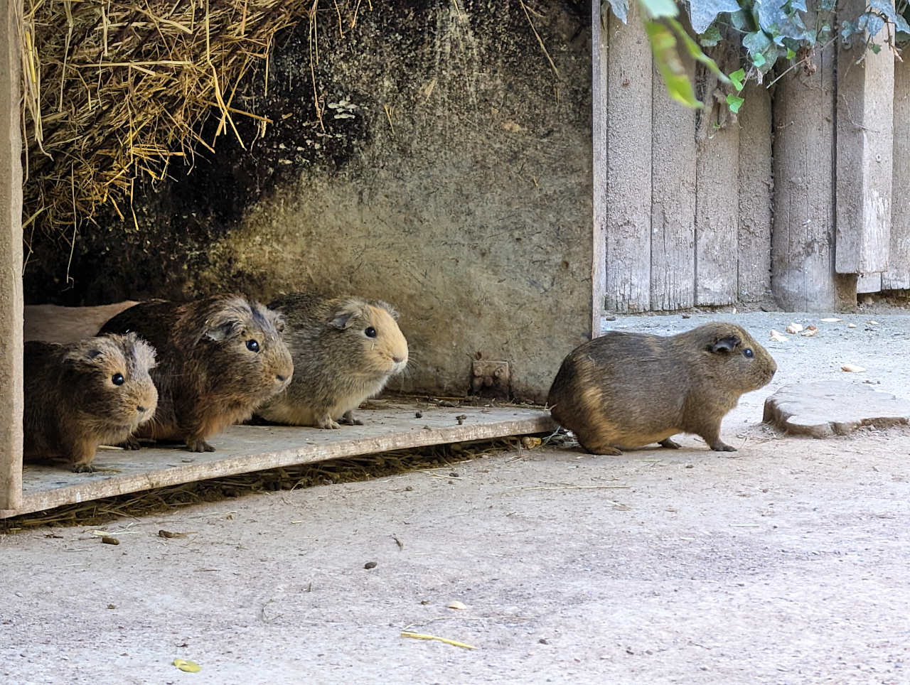 bioparc de Doué-la-Fontaine cobayes