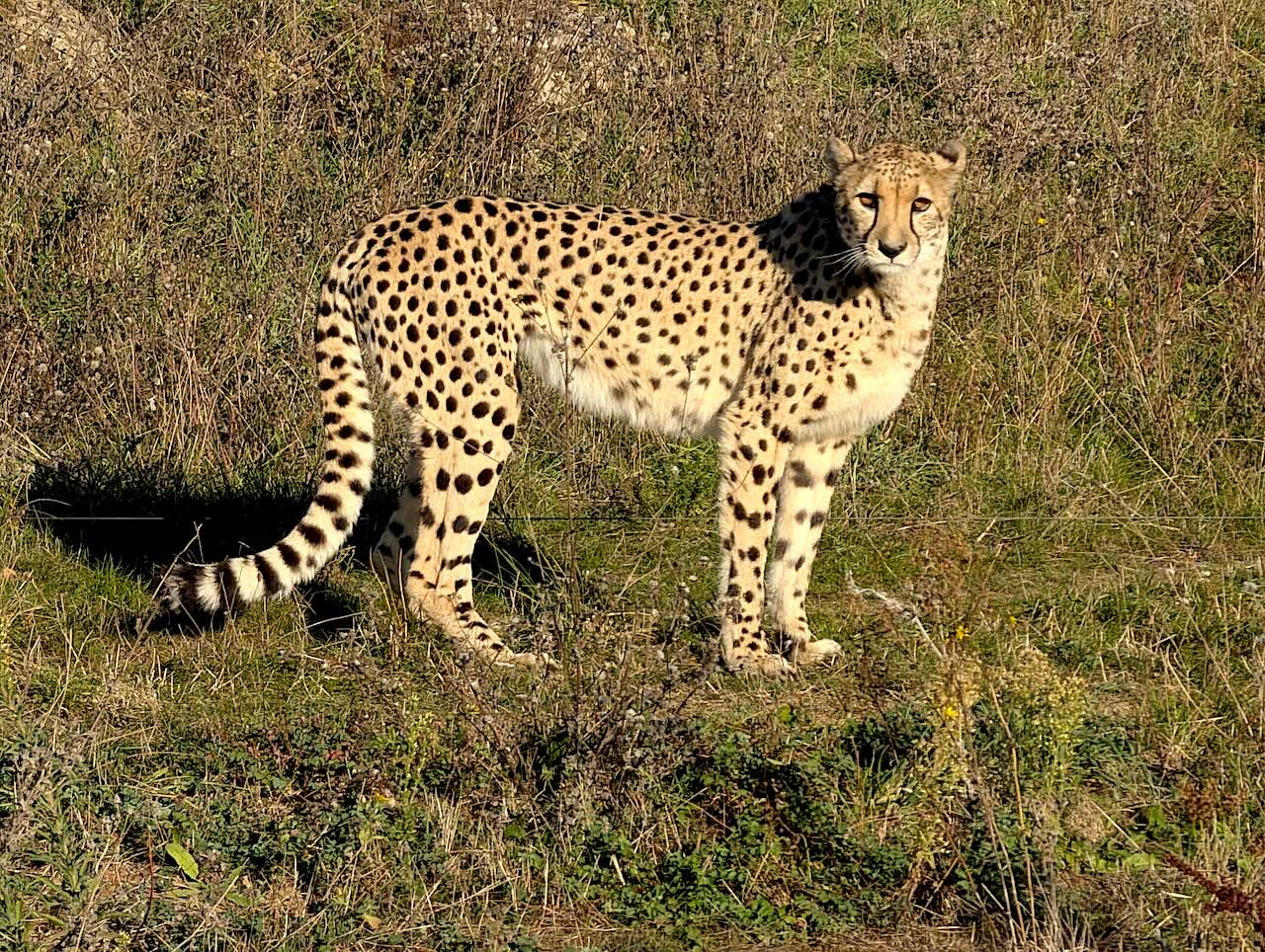 bioparc de Doué-la-Fontaine guépard