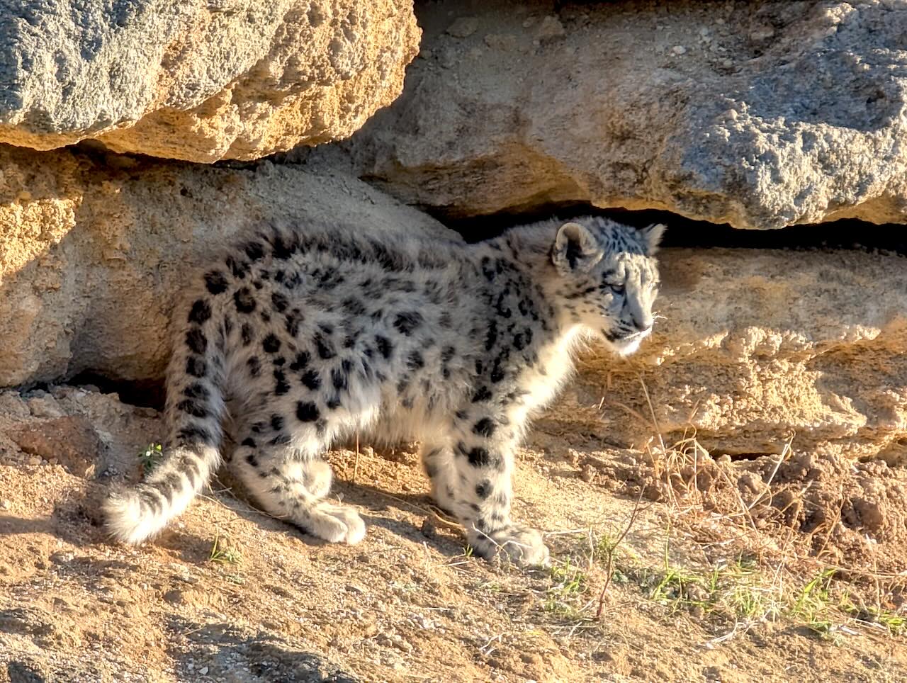 bioparc de Doué-la-Fontaine léopard des neiges